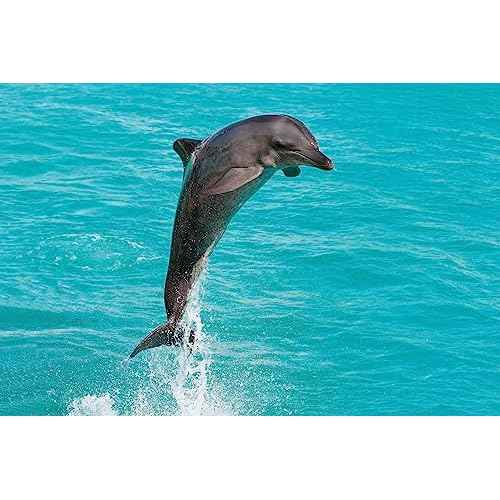 Wonderbox - Original Gift Idea - Experience Gift - Bucket List Experiences - 1 Activity to Choose from a Selection: Ferrari Driving, Dolphin Watching, Speedboat, Airboat for Gators Watching...