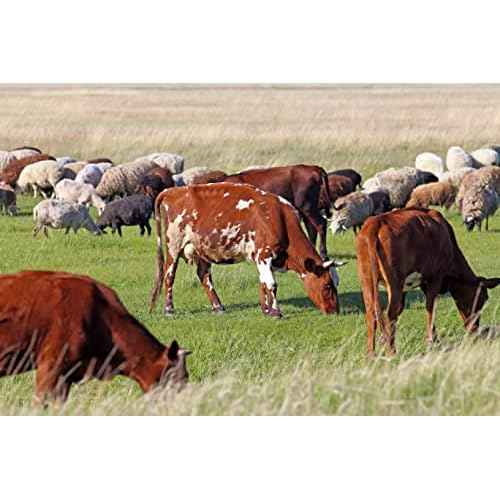 Carmel Livestock Tattoo Ink in a Roll-On Applicator (Black), Permanent Animal Tattoo Ink