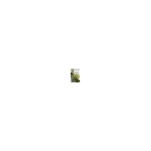 philosophy pure grace - crisp & clean women's perfume - with notes of water lily, leafy greens & musk - long lasting fragrance