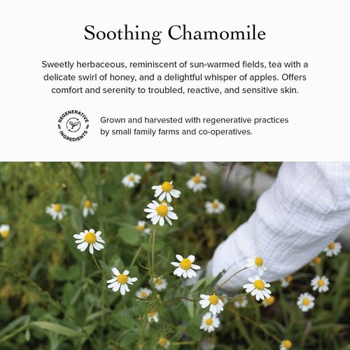 evanhealy Blue Chamomile Moisturizer | Calming Facial Cream with Carrot Seed & Argan Oil | Creamy Moisturizer For Sensitive & Reactive Skin