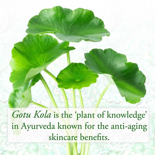 SUNDARI Gotu Kola & Lotus Body Oil, 3.4 Fl Oz, Soothing Daily Care Formula for Delicate Hydration, Firm and Tone Skin with Natural Botanicals
