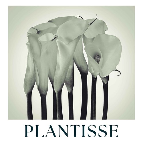 PLANTISSE Ageless Cleanser: Deep Face Cleansing, Light Foam, Makeup and Mascara Remover, Prebiotic Balancing, Detox Effect, Green Tea Extract, Moisturizer, Vitamin C, Organic Antiage Skincare.